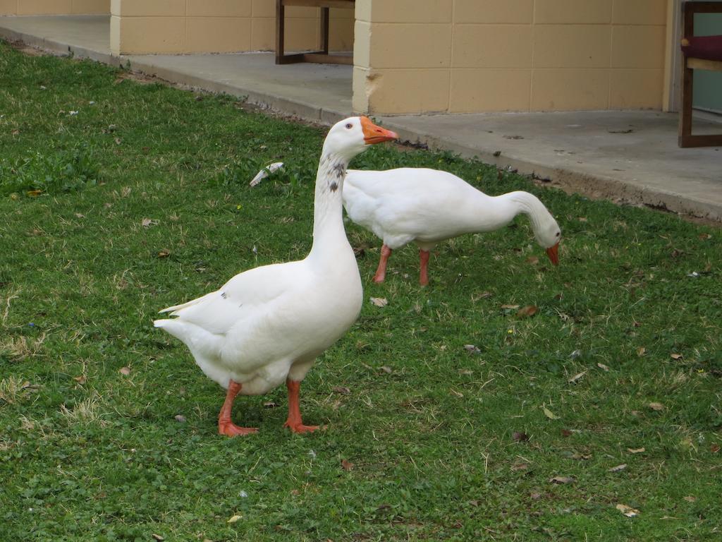 River Place Inn Pigeon Forge Bagian luar foto